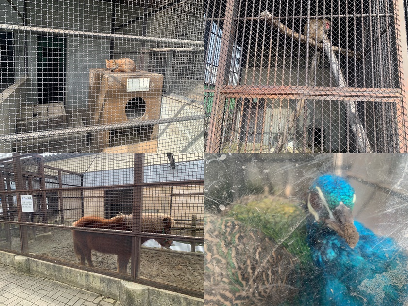 河北児童動物園の動物を撮影した写真