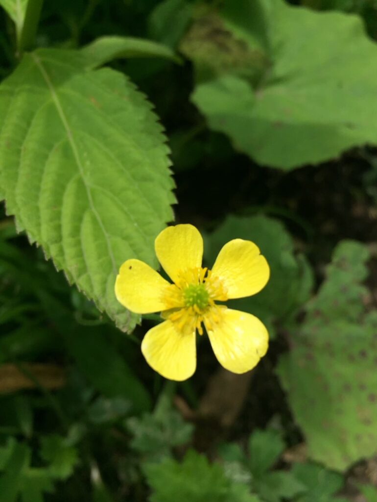 山形神室岳で撮影した山花の写真